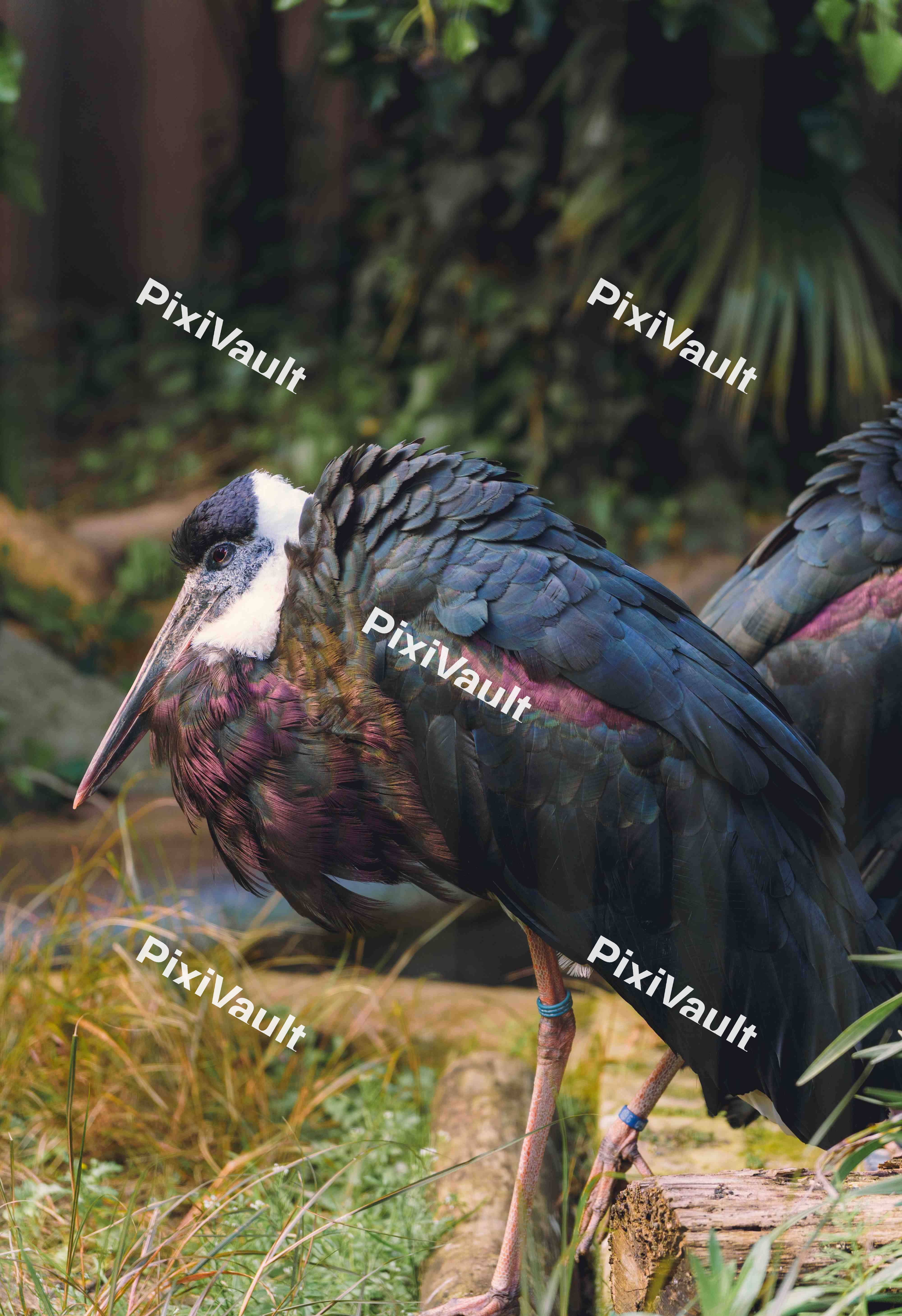 Wooly Necked Stork (Variation)